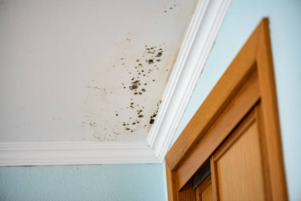 Best DIY Mold Remediation Support Services in Muse, PA